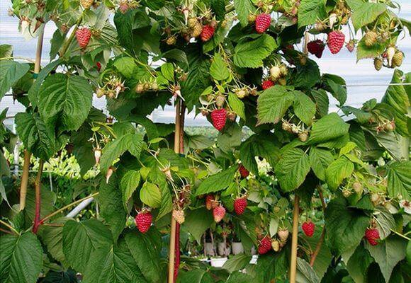 Правильная посадка и технология выращивания штамбовой малины - фото