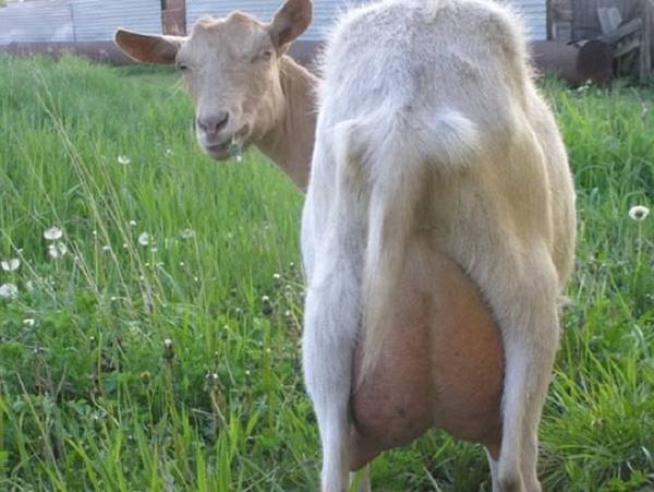 Методы лечения мастита у коз и процесс его возникновения - фото