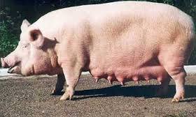 Мастит у свиней: симптомы и эффективное лечение - фото