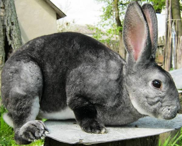 Использование меха ценного кролика Рекса - фото