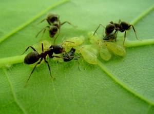 Садовые муравьи и тля: методы борьбы с насекомыми в саду - фото