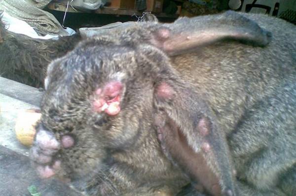 Миксоматоз у кроликов: лечение в домашних условиях - фото