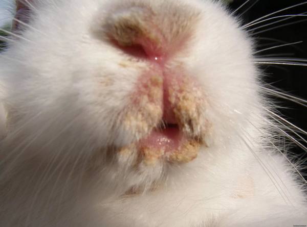 Мокрец - болезнь мокрой мордочки у кроликов - фото