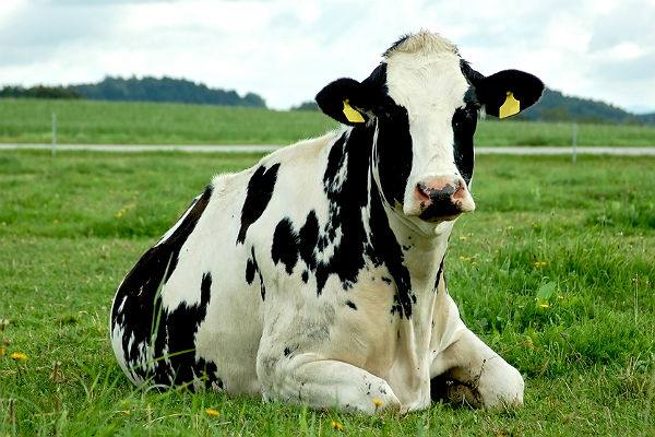 Обзор лучших молочных пород коров - фото