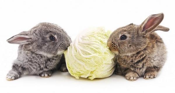 Можно ли кормить кроликов капустой с фото