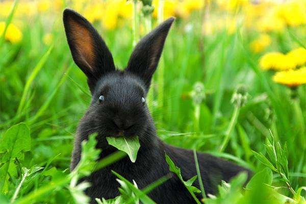 Щавель в рационе кроликов: за и против - фото