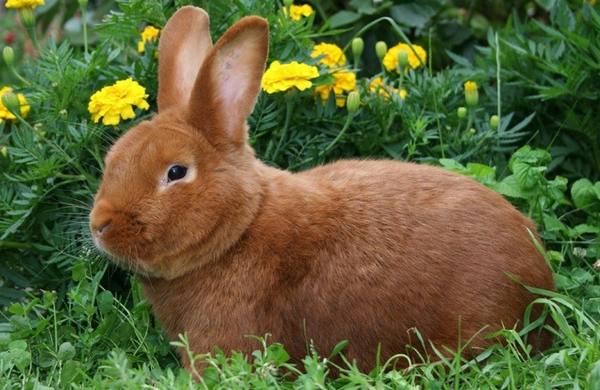Можно ли кроликам давать картофель с фото
