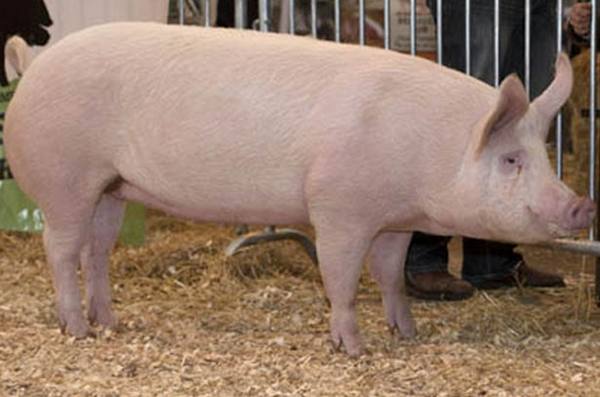 Муромская порода свиней: фото и описание - фото
