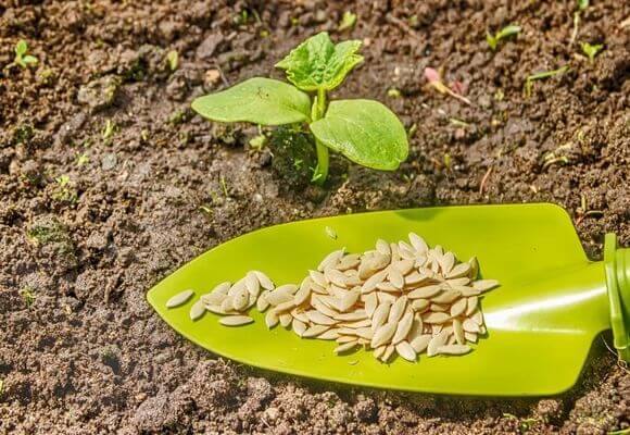 Сколько прорастают семена кабачков - фото