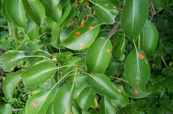 Что означают красные пятна на листьях груши - фото