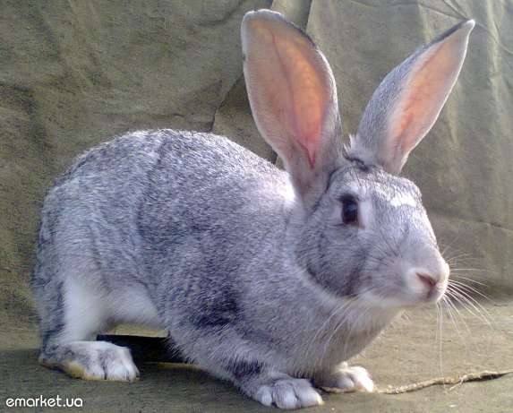 Названия и описание и особенности шиншиловых пород кроликов - фото