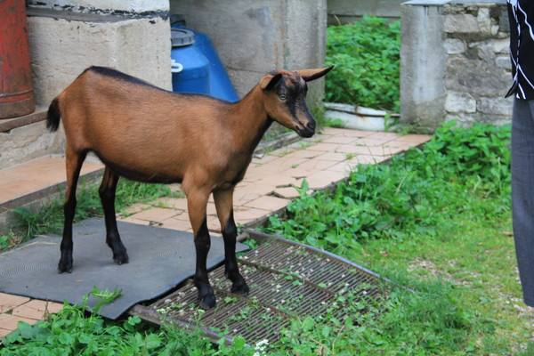 Немецкая пестрая порода коз: описание и фото с фото