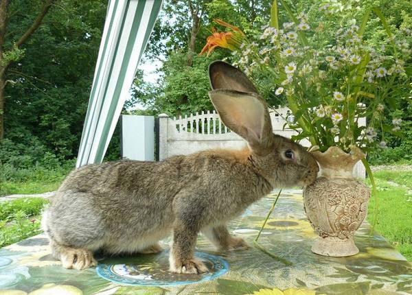 Все о бельгийской породе кроликов - Обер с фото