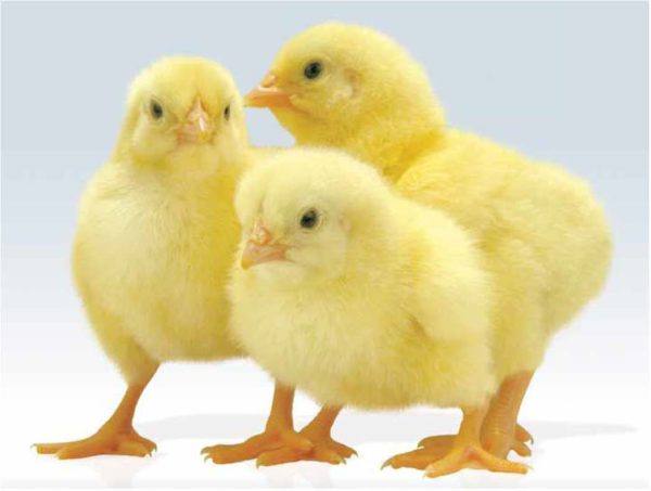 Обогрев для цыплят: оптимальная температура содержания с фото