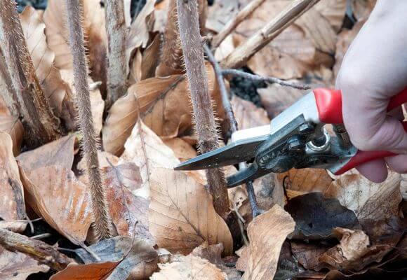 Как правильно обрезать ремонтантную малину на зиму и весной с фото