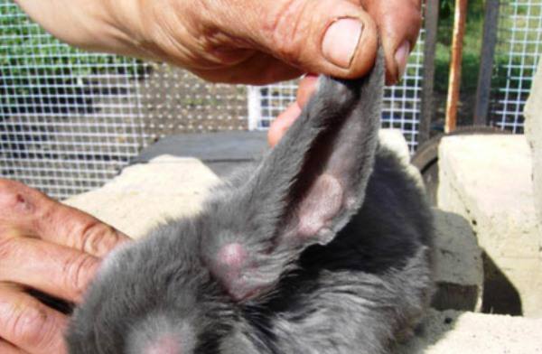«Ушастые» болезни кроликов и их лечение - фото