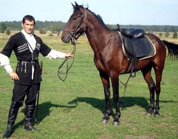 Кабардинская или черкесская порода - лошади кавказских гор - фото