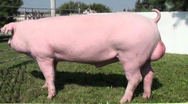 Свиньи ландрас - прекрасно дополнят вашу ферму с фото