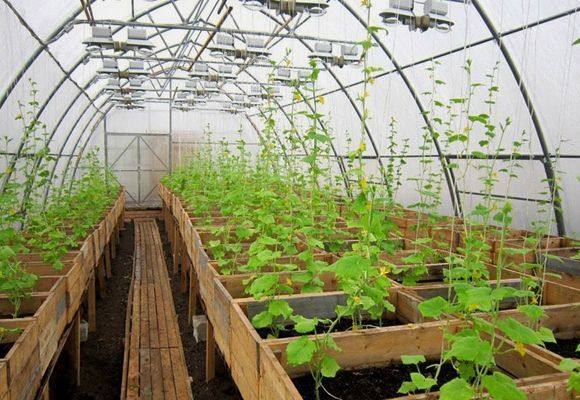Технология выращивания огурцов в теплице из поликарбоната с фото