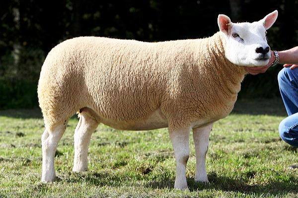 Тексель - самая древняя порода овец - фото