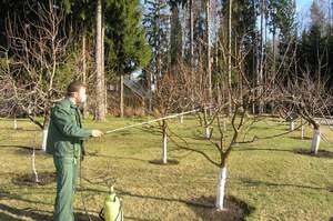 Опрыскивание карбамидом - метод развития плодовых деревьев с фото