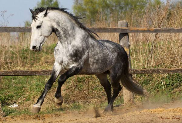 Орловская рысистая порода лошадей с фото
