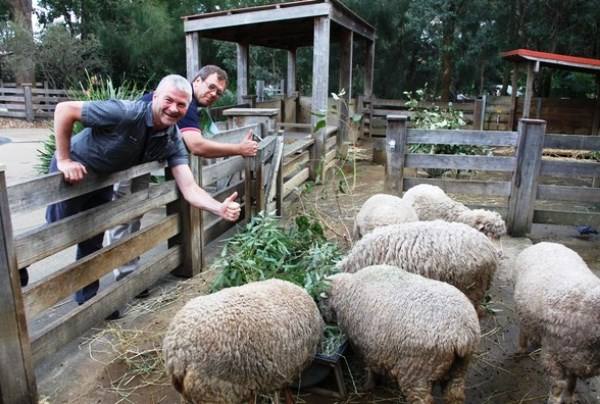 Рацион питания овец, баранов и ягнят - фото