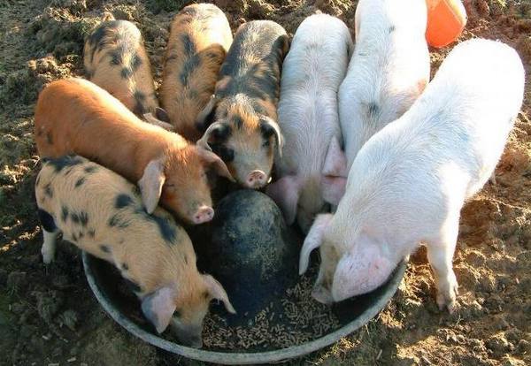 Самый эффективный способ откорма свиней и что это такое с фото