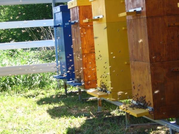 Пасека на дачном участке  как создать рай для пчел? - фото