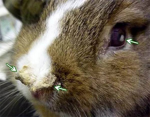Распознавание и избавление от пастереллеза у кроликов с фото