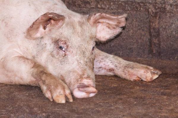 Симптомы и лечение Пастереллеза свиней с фото