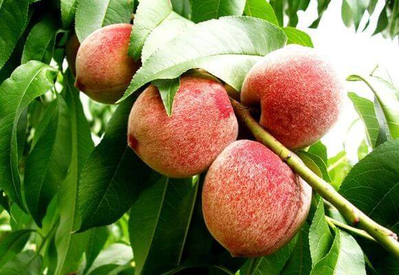 Сорта персика для выращивания в средней полосе - фото