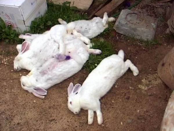 Причины гибели кроликов и что с этим делать - фото