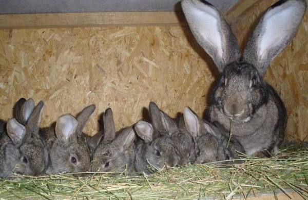 Почему крольчиха не хочет делать гнездо - фото