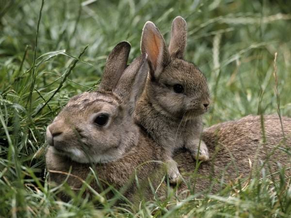 Проблемы крольчихи после окрола: поедание и разбрасывание крольчат - фото