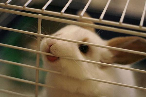 Почему домашние кролики грызут клетку и что с этим делать с фото