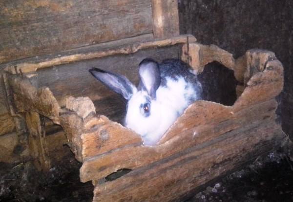 Кролики грызут клетку - что делать? с фото