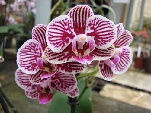 Почему не цветут орхидеи фаленопсис и как заставить растение цвести? с фото
