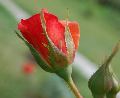 Какие ошибки при выращивании роз садоводы допускают чаще всего - фото
