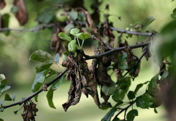 Причины почернения листьев на груше с фото