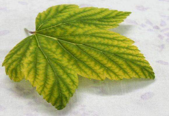 Почему у смородины листья светло зеленого цвета с фото