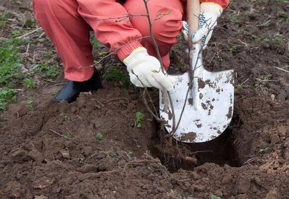 Как подготовить яму для посадки яблони на даче - фото