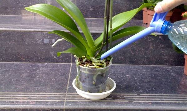 Полив орхидеи в домашних условиях  как напитать цветок? с фото