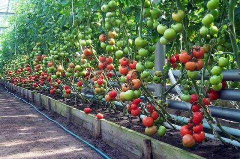 Полив помидор в теплице  секреты и советы бывалых садоводов - фото