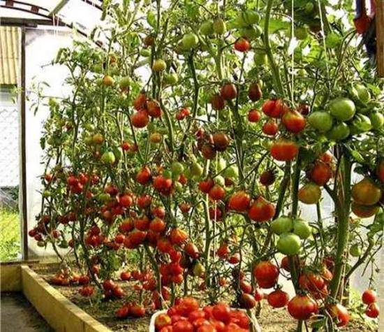 Помидор Спрут: все про выращивание томатного дерева - фото