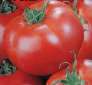 Описание помидоров Джина и особенности таких томатов - фото