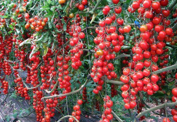 Описание и характеристика сорта томатов Рапунцель с фото