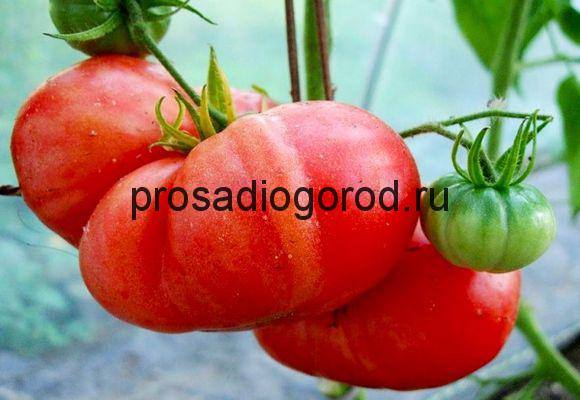 Томат Розовый гигант (Малиновый гигант): описание сорта и характеристика помидор, выращивание с фото