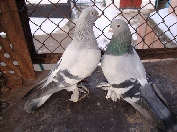 Порода голубей Касаны: описание, фото и видео - фото