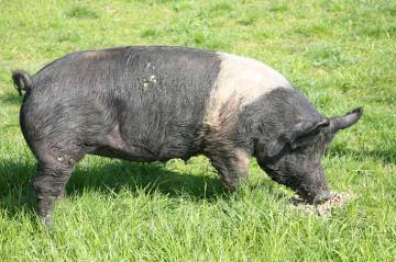 Порода свиней Гемпшир: фото и описание - фото